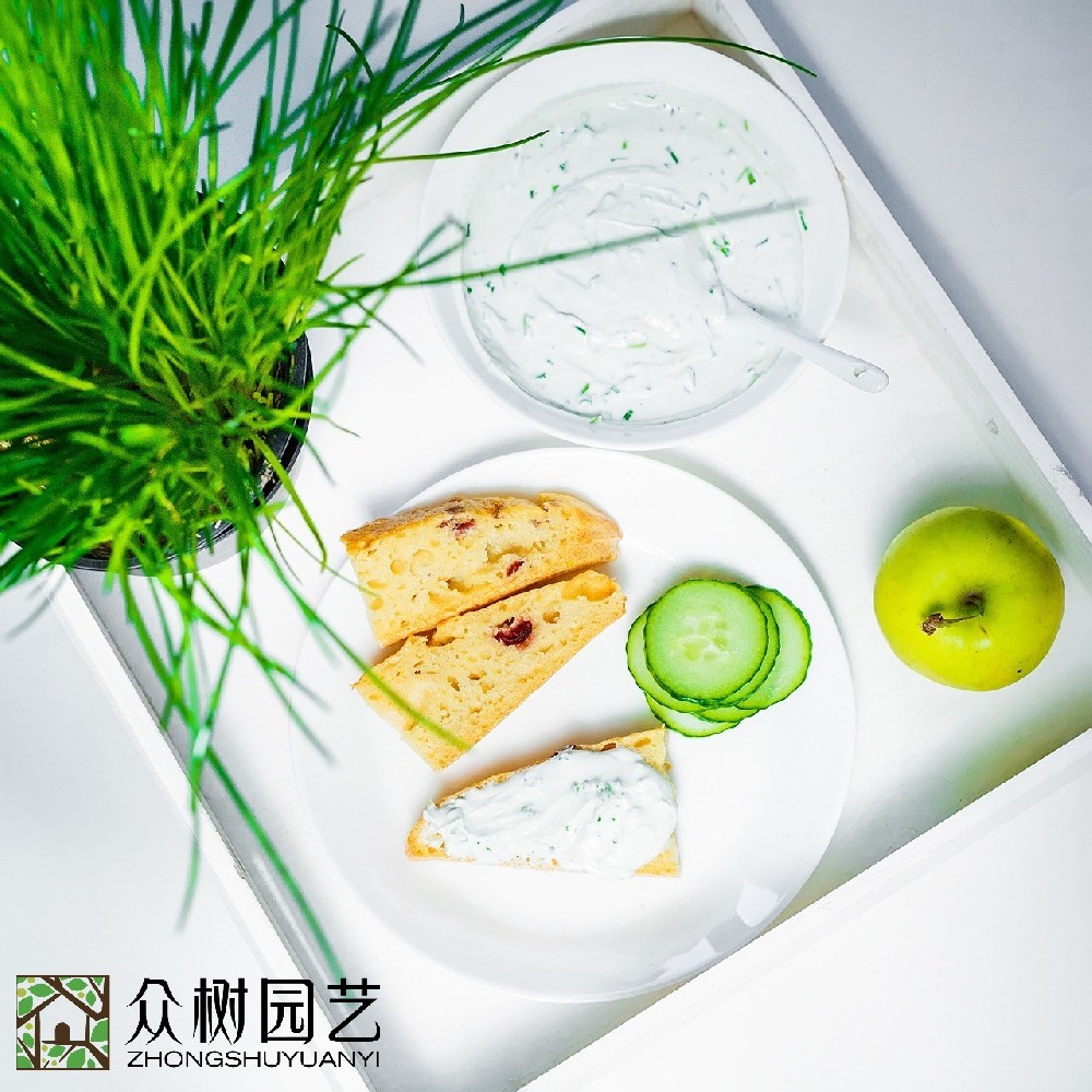 蘇州學(xué)校綠植租擺多少錢？全面解析綠色校園背后的投資