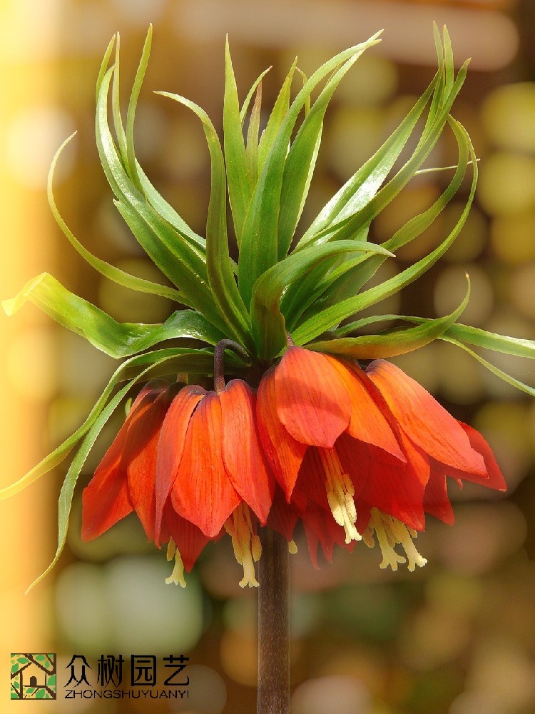 蘇州綠植租擺哪家好？引領(lǐng)綠色生活風(fēng)尚的優(yōu)選品牌揭秘