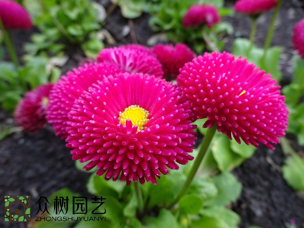 探索花卉綠植租擺的價(jià)格：蘇州花卉綠植租擺多少錢揭秘
